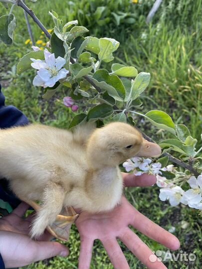 Домашняя птица