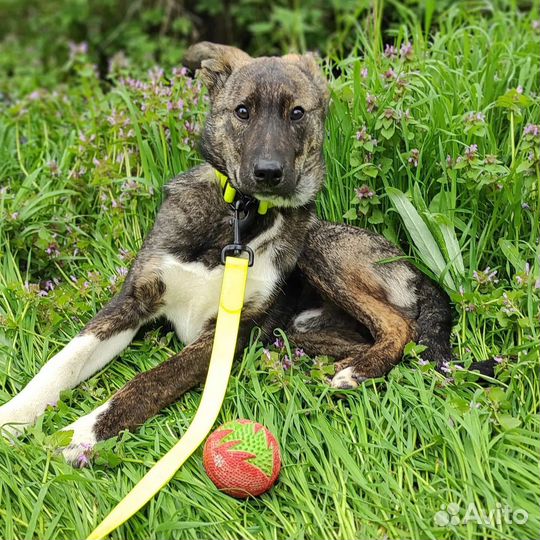 Щенок 7 месяцев ищет дом