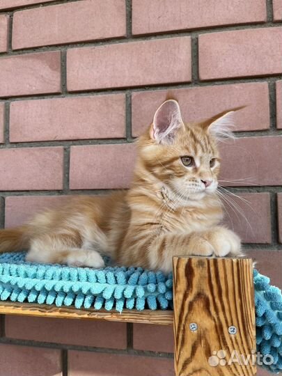 Котята мейн-кун