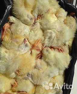 Мясо для собак Дорохово