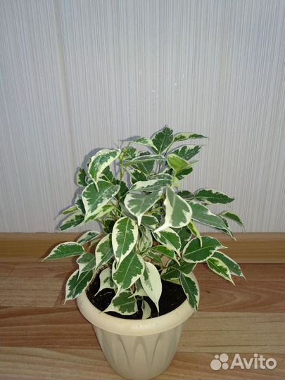 Фикус Бенджамина(сорт Старлайт)