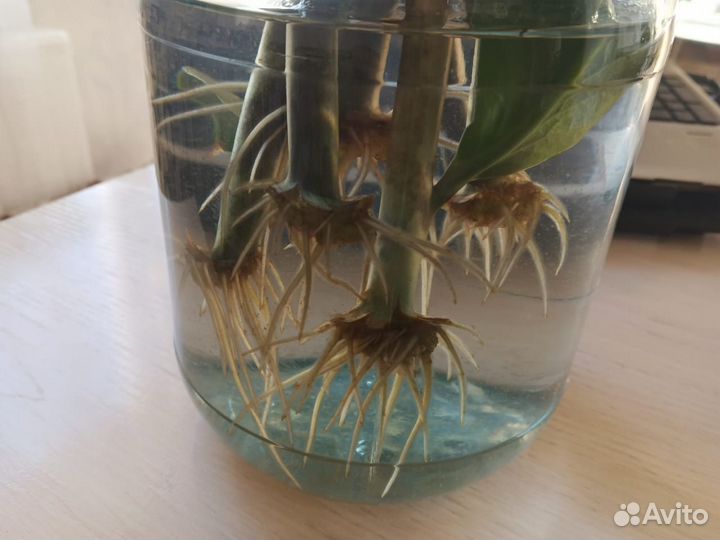 Замиокулькас Зензи