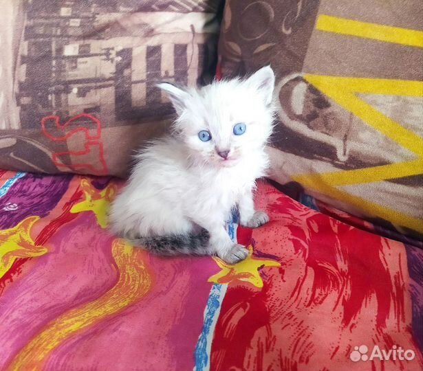 Невские Маскарадные кошки