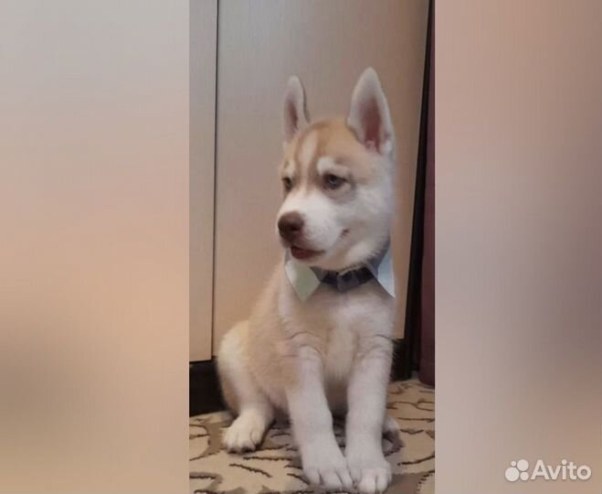Щенки сибирской хаски мальчик