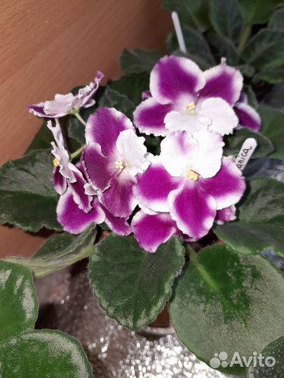 Фиалки сортовые