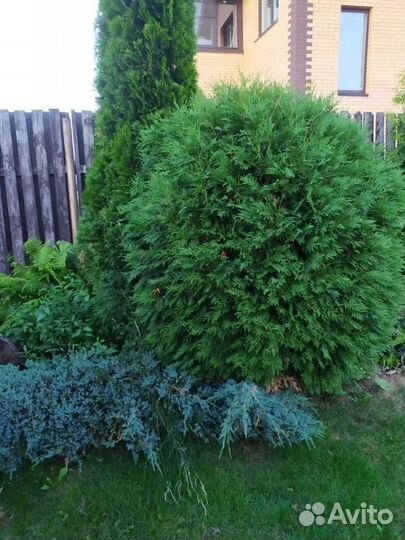 Хвойные растения