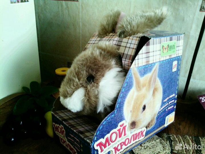 Мой кролик