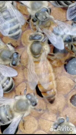 Пчеломатки Бакфаст