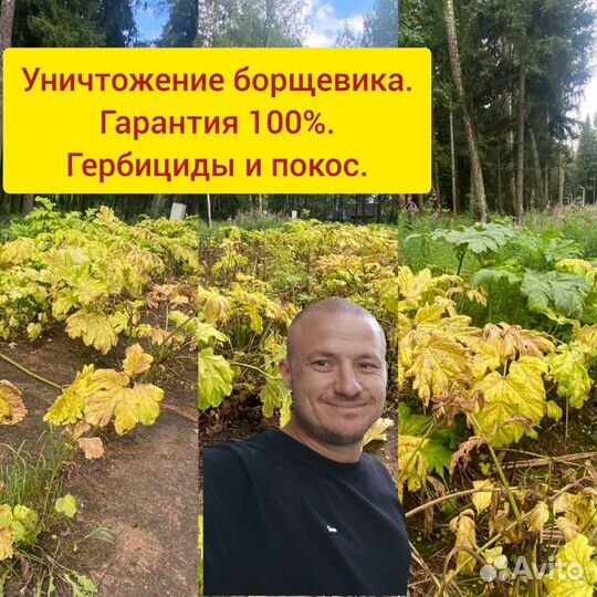 Обработка от клещей, ос, кротов, борщевика