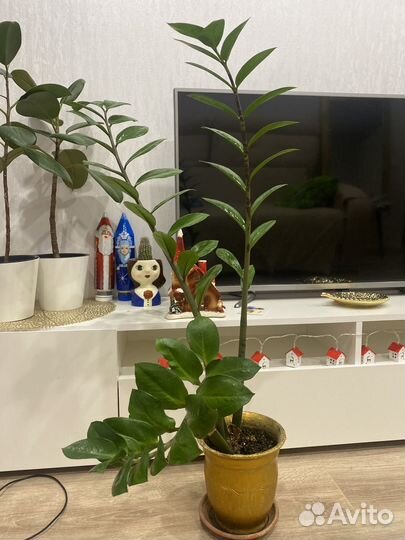 Замиокулькас