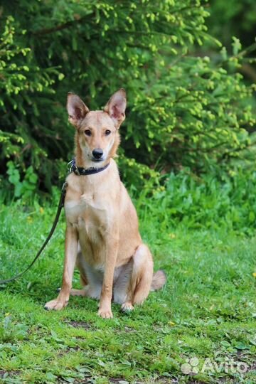 Щенок, 7 месяцев