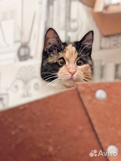 Очаровательная Ника