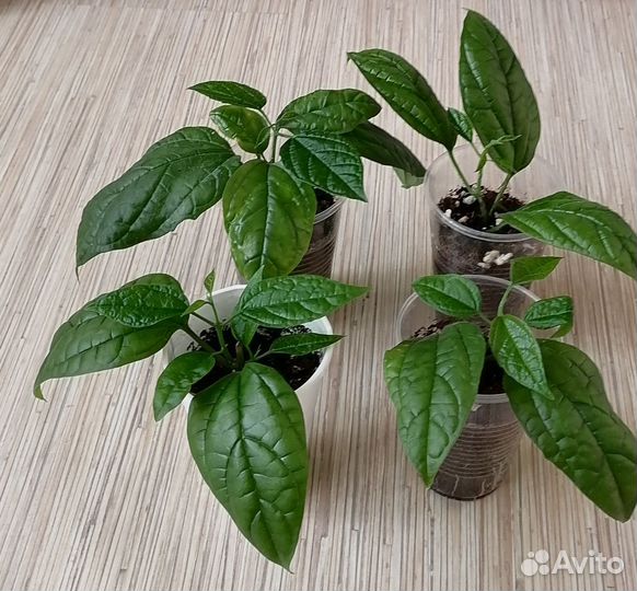 Клеродендрум