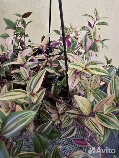 Традесканция триколор