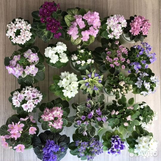 Цветущие фиалки