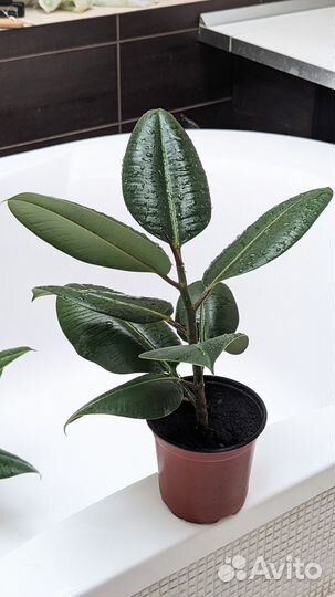 Фикус каучуконосный