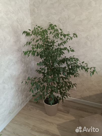Фикус бенджамина большой