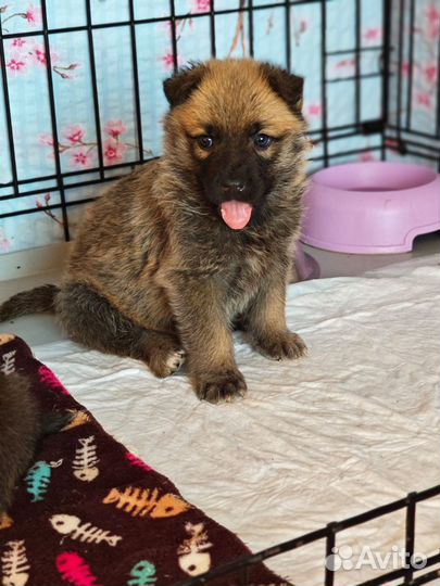 Щенки девочки