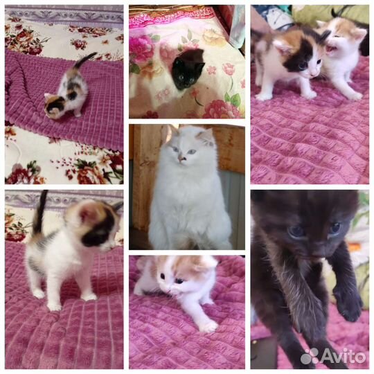 Котята в добрые руки