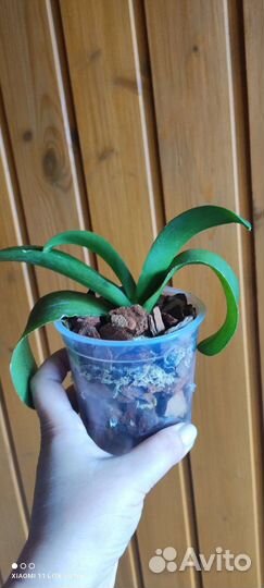 Орхидеи бабочки