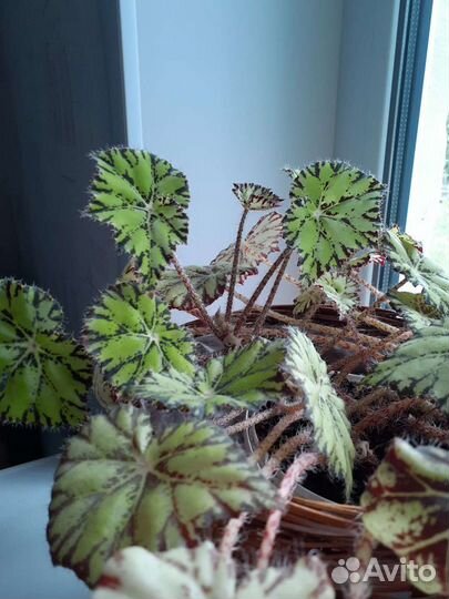 Бегония тигровая