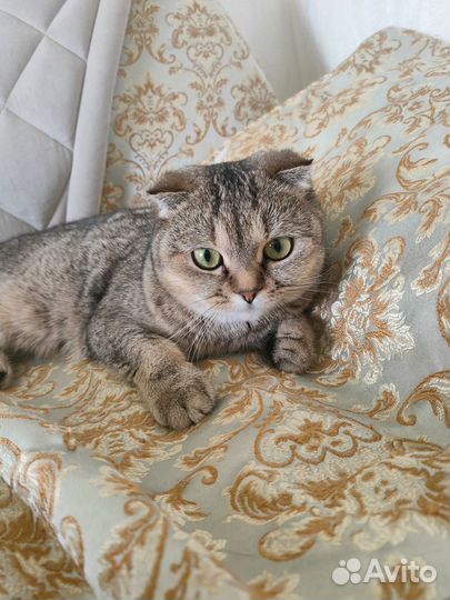 Шотландская шиншилла