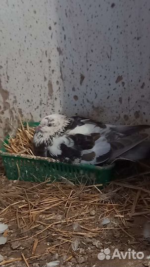 Николаевские голуби 