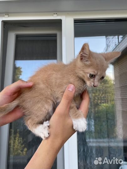 Нежно-рыжий персиковый котенок