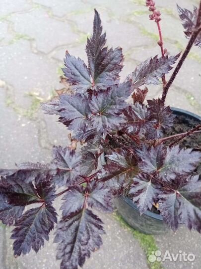 Астильба сортовая