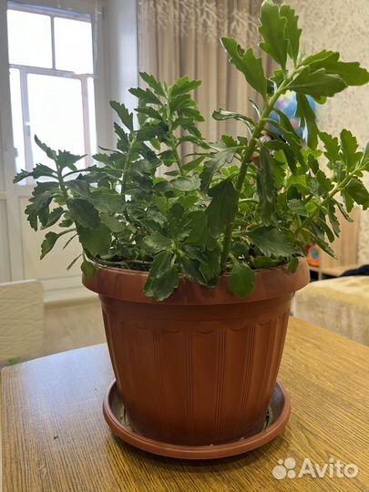 Комнатные растения цветы