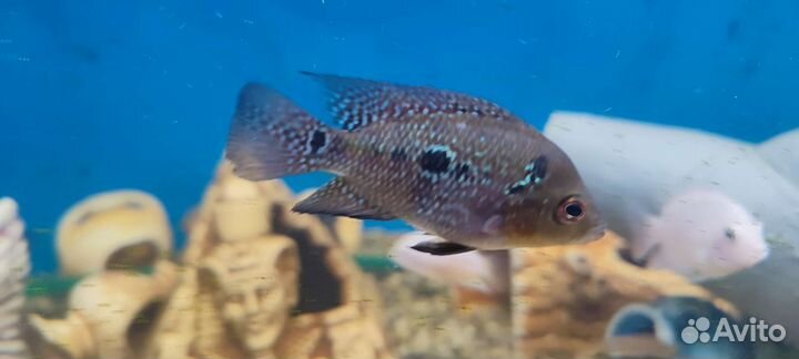 Рыба растения улитки декорации