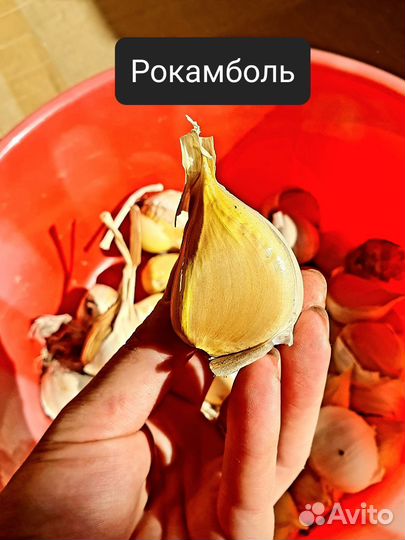 Элитные сорта чеснока.Осенняя посадка