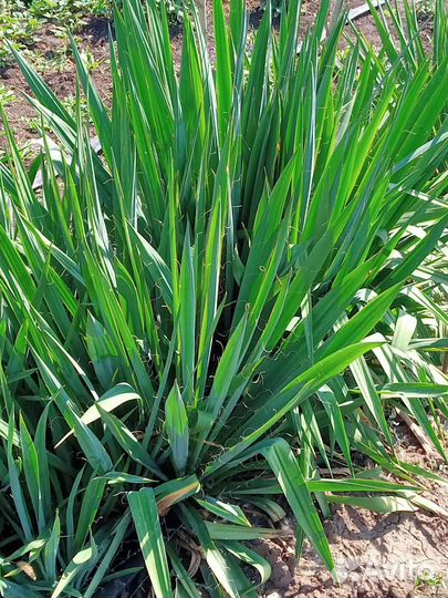 Шалфей дубравный вероника гортензия ясколка ирисы