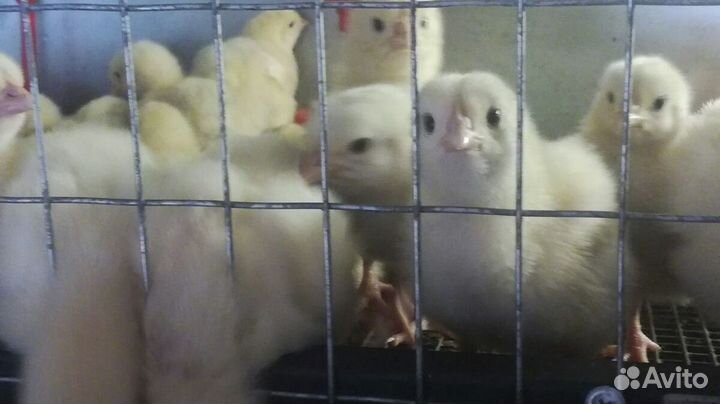 Суточный и подрощенный бройлер кобб 500