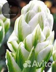 Тюльпаны голландские