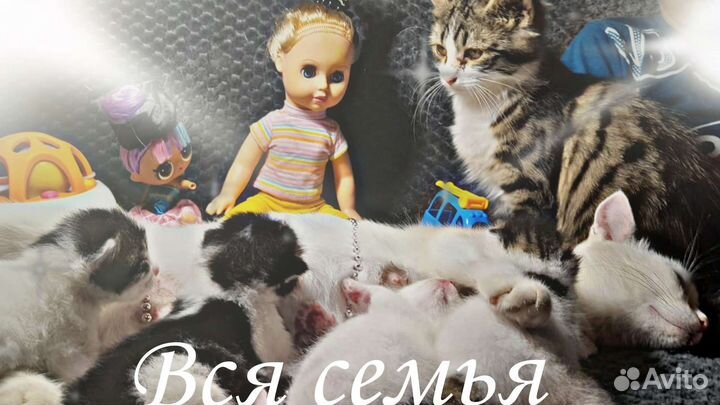 Кошки и котята