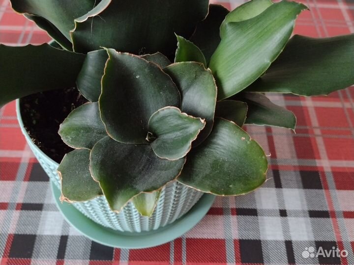 Сансевиерия стар роуз