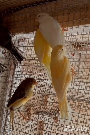 Кенара и канарейки