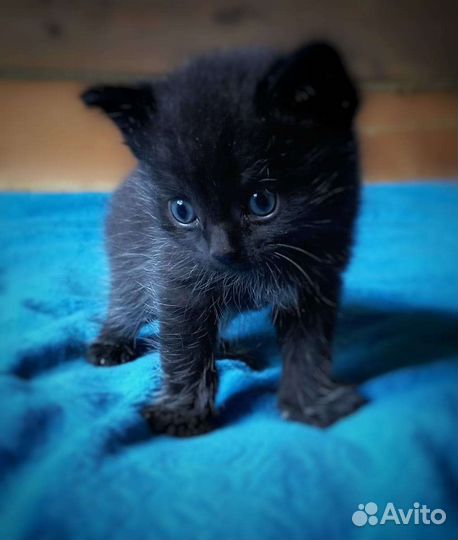 Котята Бомбейской породы