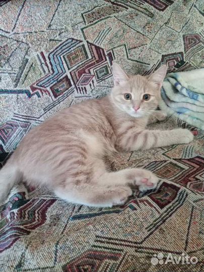 Котёнок по имени Гав