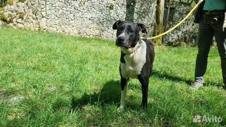 Собака в добрые руки