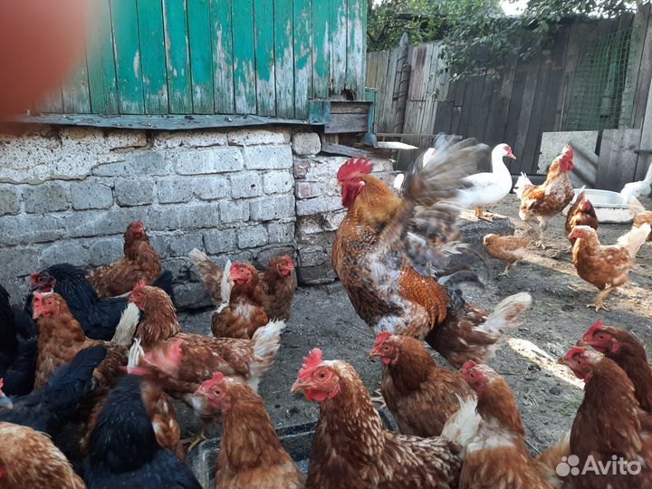 Куры бульонки