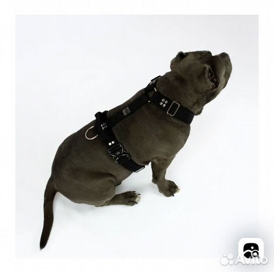 Шлейка для собаки