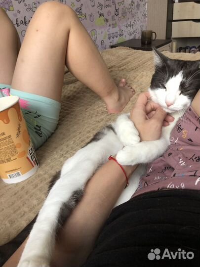 Кот в дрбрые руки