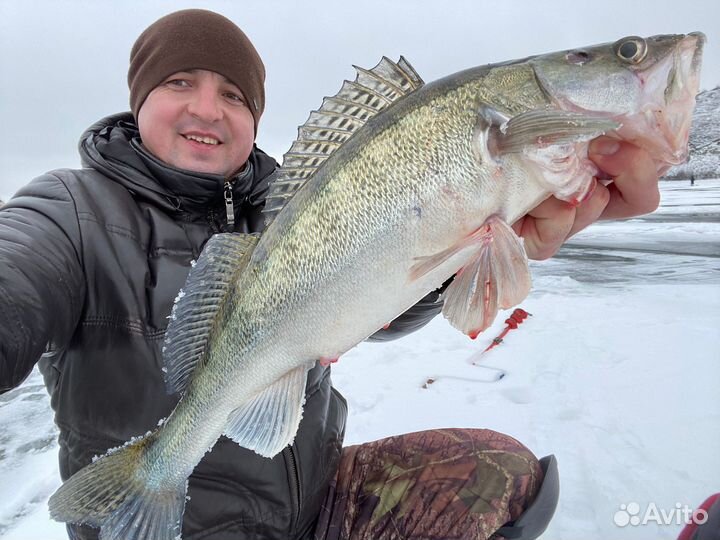 Свежая рыба судак