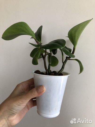 Пеперомия туполистная