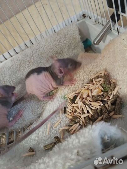 Сфинкс фазз