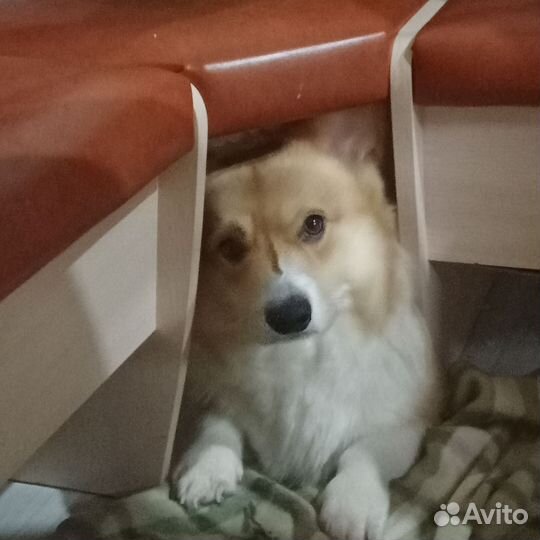 Собака в добрые руки отдам бесплатно