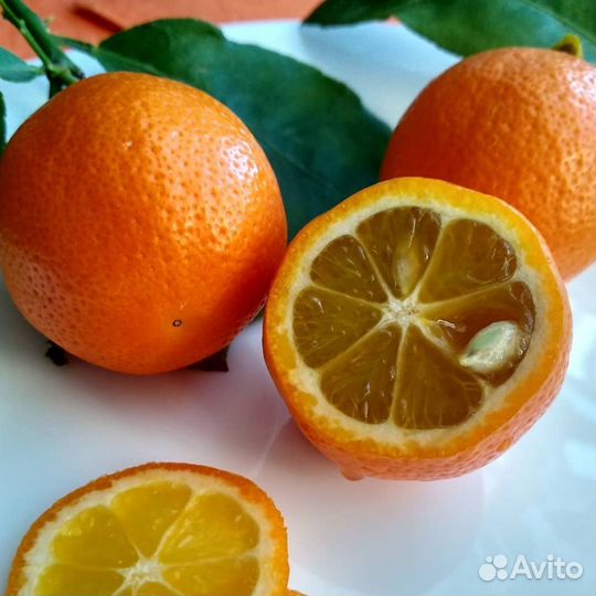 Лайм Санта Барбара