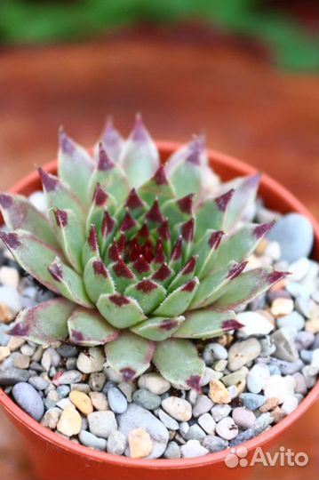 Суккуленты садовые